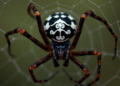 New Australian orb-weaver genus Venomius named after Marvel's Venom