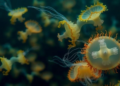Hidden Swarm: South China Sea Survey Reveals Record 28 Gelatinous Tunicate Species
