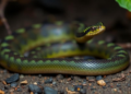 New endemic snake species discovered on Vietnamese island