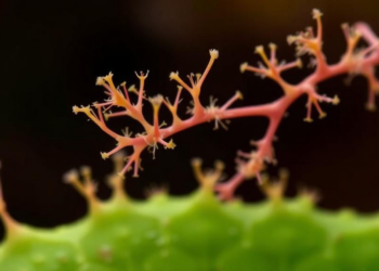 Fungal wilt pathogen's epigenetic toolkit mapped in first genome-wide HDAC survey