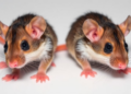 Better Survival in Mice Is Not Proof of Senolytic Anti-Ageing Success, Researchers Warn
