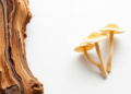 Two New Fungi from Chinese Dead Wood Show Antibacterial and Antifungal Promise