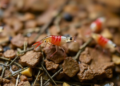 Tiny New Shrimp Species Survives in a Single Patch of Hainan's Streams