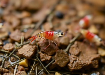 Tiny New Shrimp Species Survives in a Single Patch of Hainan's Streams