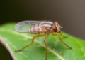 Tiny Leaf-Miner Flies from China's Forests Reveal a New Species and Reshape a Genus