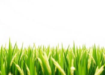 AI Ensemble Learns to Predict Rice Yields With Stunning Accuracy