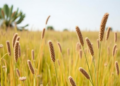 Lightweight AI Reads Freezing Damage in Camelina From Hyperspectral Images