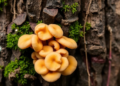 Two New Fungal Species Hidden in Tibetan Trees Expand Alpine Endophyte Map