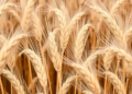 Algorithm Finds the Sweet Spot for Water and Nitrogen in Winter Wheat