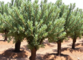 Calcium Nitrate and Amino Acids Help Olive Trees Cope with Salty Soils