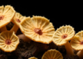 Hidden Resistant Subpopulations in Fungi May Explain Why Antifungal Drugs Fail