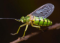 New Caddisfly Species from Panama's Rainforests Push Country's Insect Tally to 535