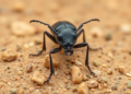 New darkling beetle species unearthed in Oman's deserts