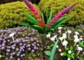 Shrubs, Rain and Plant Traits Decide How Well Alpine Meadows Work