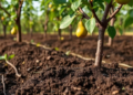 Swapping Orchard Soil Revives Stunted Pear Trees by Purging Toxic Alkaloids