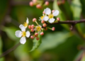 Floral Scents Offer a New Way to Tell Lookalike Buckthorn Species Apart