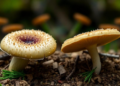 Two New Mushroom Species Unearthed in Pakistan's Unexplored Bajaur Forests
