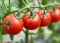 CRISPR tomato line promises cheaper hybrid seeds with visual sterility marker