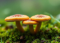 Webcap fungi get a DNA barcode database for Western Siberia