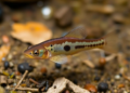 Hidden New Loach Species Discovered in China's Karst Mountain Streams