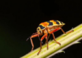 African plant bug genus Kunungua gains three new species in half-century taxonomic overhaul