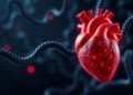 Body Clock Gene NPAS2 Shields the Diabetic Heart by Keeping Mitochondria Fueled