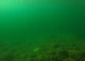Diffusion-Generated Degraded Images Teach Underwater Detectors to See Through Murk