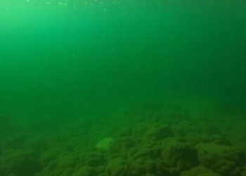 Diffusion-Generated Degraded Images Teach Underwater Detectors to See Through Murk