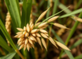 Crushing Rice Seeds Under Pressure Leaves Genetic Scars That Last Nine Generations