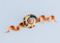 DNA and Dissection Untangle a 200-Year-Old Mystery of Mediterranean Snails