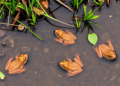 Damned Ditches, New Life: Restored Peatland Pools Become Havens for Frogs, Newts and Snakes