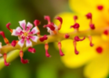New Chromosome Counts Reveal Hidden Diversity in Italy's Flora