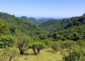 Protected Areas in Southern Brazil Are Failing Their Own Conservation Goals