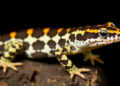 Turks and Caicos Reptile Checklist Reveals Extinctions and a Single-Island Skink