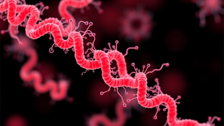 New automated tool decodes Campylobacter genome signals linked to Guillain-Barré syndrome