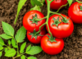 Fish Waste Protein Hydrolysate Boosts Tomato Growth and Yield in Soilless Farming