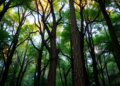 Clockwork Forest: Day Length and Temperature Steer Subtropical Trees' Hidden Rhythms