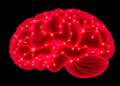 Stigmasterol suppresses glioblastoma growth through mitochondrial dysfunction and oxidative stress