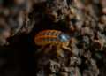 Tiny New Cave Copepod from Thailand Rewrites the Story of an Ancient Underground Lineage
