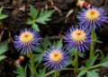 Underground Fungal Allies Supercharge Milk Thistle Yields and Healing Compounds