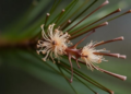 Ten Hidden Fungal Species Found on Chinese Pine Needles