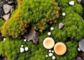 Italy's Hidden Biodiversity: New Records Reveal Rare Algae, Mosses, Fungi and Lichens Across the Peninsula