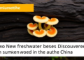 Two New Freshwater Fungi Species Discovered on Sunken Wood in Southern China