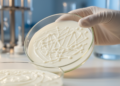 Hidden Genomic Islands Reveal How Yogurt Bacterium Evolved Probiotic Powers