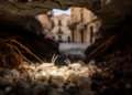 Two New Springtail Species Discovered Beneath a Spanish City