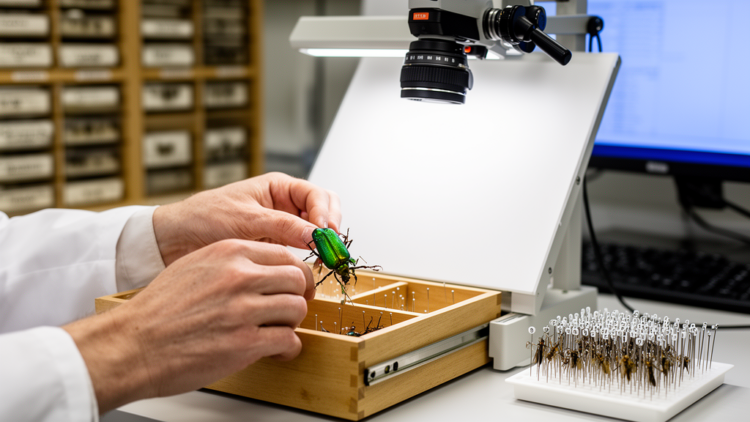 Italy's Hidden Ground Beetle Records Go Global Through Darwin Core Standardisation