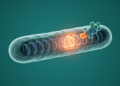 Salmonella Response Regulator NarL Found to Control Key DNA Repair Gene