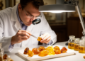 Lost amber trove rediscovered in Jena museum yields new species and a lesson in fossil skepticism