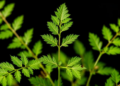 Mustard Leaf Extracts Wage Chemical Warfare on Invasive Green Amaranth Weed