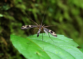 New Crane Fly with Striking Wing Patterns Discovered in Southern China